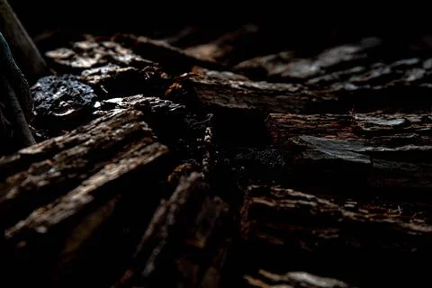 Texture of the tree Foto stock