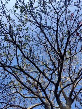 Texture of tree with red fruit against blue sky Stock Photos