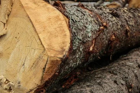 Texture tree saw cut rough brown bark pine log house natural background basic Stock Photos