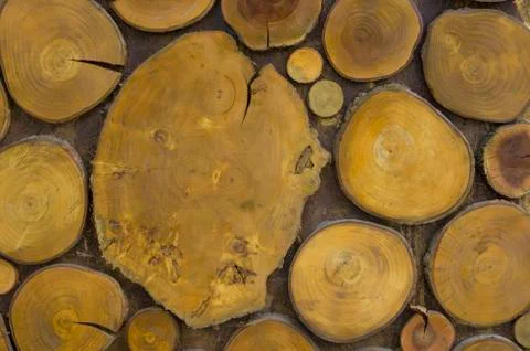 The texture of a tree sawn across, several sawn trunks. Stock Photos