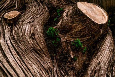 Texture of a tree with a sawn branch in warm color Stock Photos