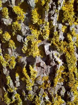 Texture from the tree stem with lichens Stock Photos