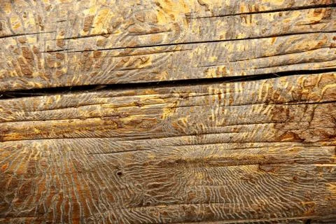 The texture of a tree struck by insects Foto stock