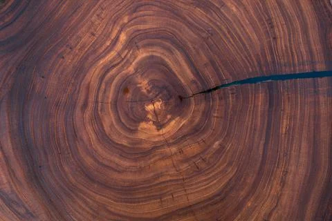 Texture of tree stump for background Stock Photos