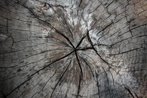 Texture of tree stump Stock Photos