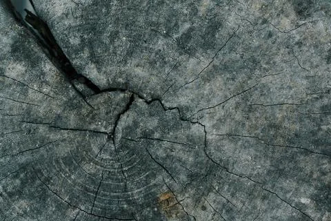 Texture of tree stump Stock Photos