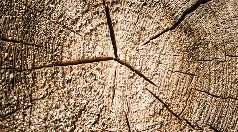 Texture of tree stump. the tree was cut down. Stock Photos