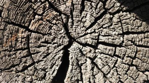 Texture of tree stump. the tree was cut down. Stock Photos