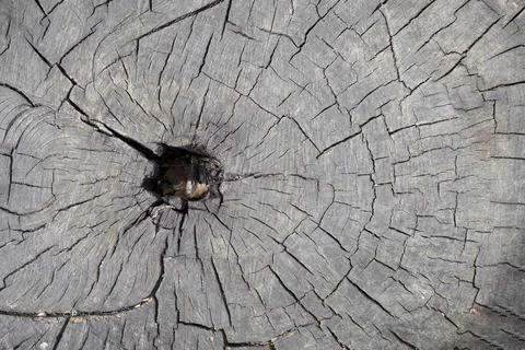 Texture of tree stump . Wooden texture from cut tree trunk Foto stock