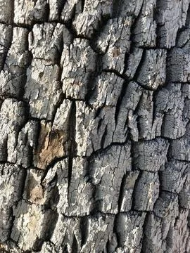 Texture of the tree in sunlight Stock-Fotos