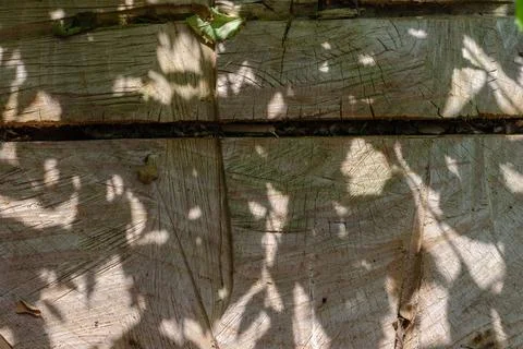 The texture of the tree with traces of a saw. Close-up of a cross-section of  Stock Photos