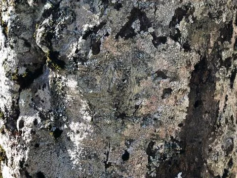 Texture of tree. Tree bark close-up. Copy space. Natural background Stock Photos