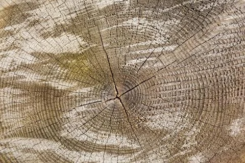 The texture of the tree trunk. background of cracks Stock Photos