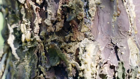 Texture of tree trunk bark, weathered bark infected with fungal disease and moss Stock Footage 301279461