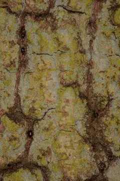 Texture of tree trunk, close up Stock-Fotos
