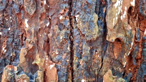 Texture of tree trunk Close up of texture of an old tropical tree bark. Stock Footage 313712940