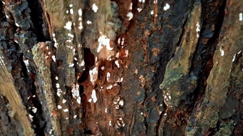 Texture of tree trunk Close up of texture of an old tropical tree bark. Stock Footage 313712961