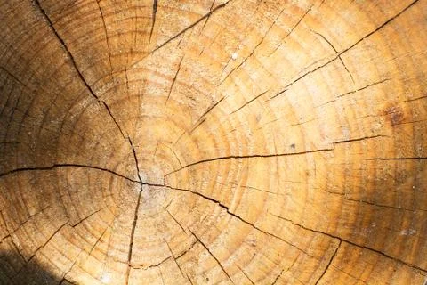 Texture of a tree trunk in a close up view Stock Photos