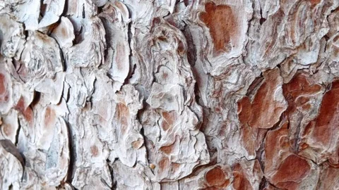 Texture of the tree trunk Stock Footage 96931206