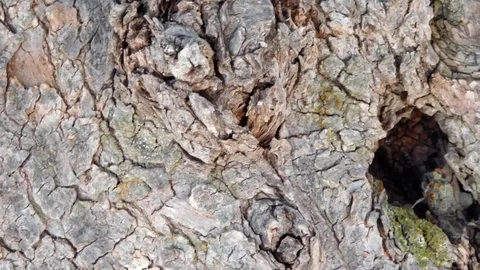 Texture of the tree trunk Stock Footage 96931237
