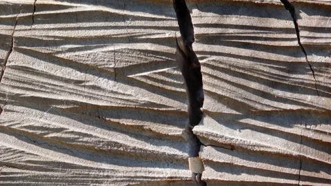 Texture of the tree trunk Stock Footage 96931313