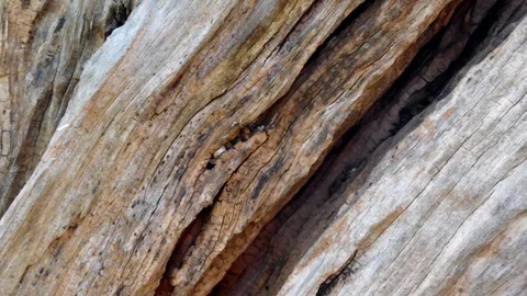 Texture of the tree trunk Stock Footage 96931328