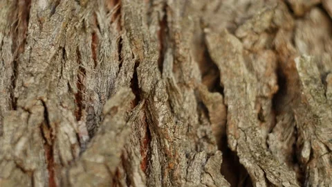Texture of tree trunk in the forest. Close up of texture of an old oak tree bark Stock Footage 196822404