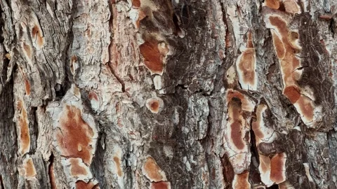 Texture of tree trunk in the forest. Close-up of texture of an old tree bark. Stock Footage 281481820