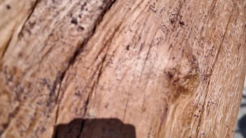 Texture of tree trunk in the forest Close up of texture of an old oak tree bark Stock Footage 318229510