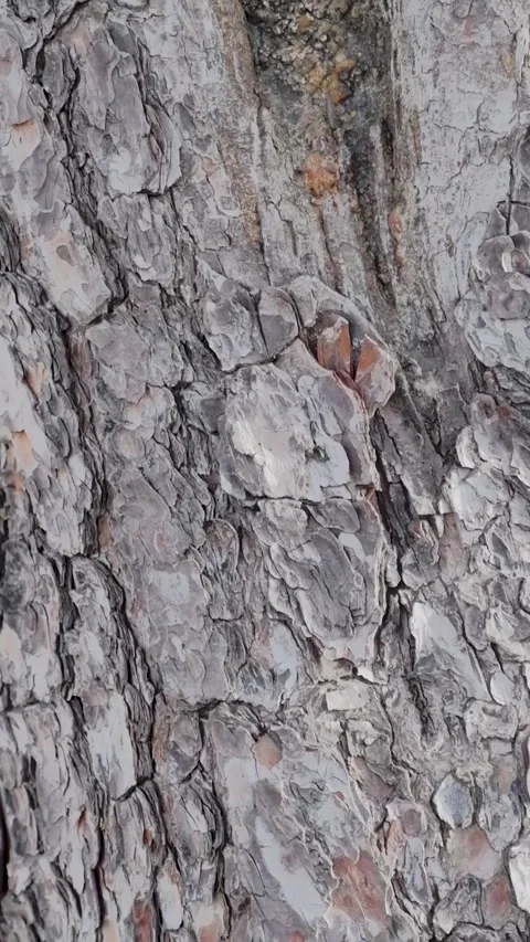Texture of tree trunk in the forest Stock-Footage 297627095