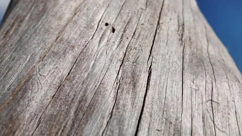 Texture of tree trunk in the forest Vídeo Stock 317177656