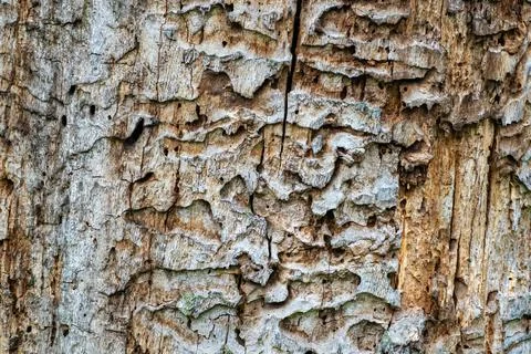 The texture of the tree trunk, interwoven with corridors of larec beetles Stock Photos