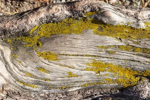 A texture of a tree trunk with moss Stock Photos