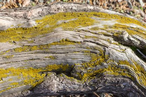 A texture of a tree trunk with moss Stock Photos