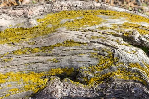 A texture of a tree trunk with moss Stock Photos