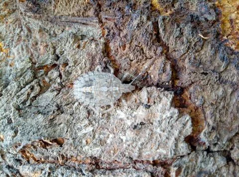 Texture tree trunk natural Stock Photos