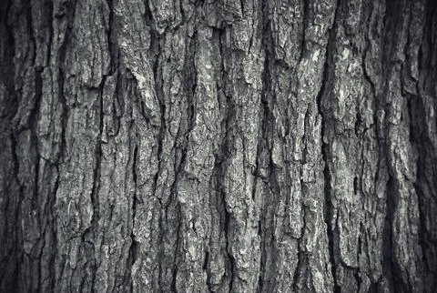 Texture of tree trunk Stock Photos