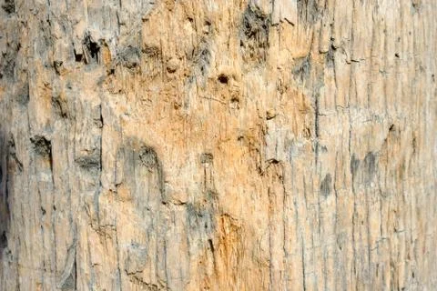 Texture of a tree trunk Stock Photos
