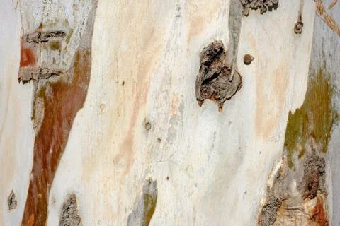Texture of a tree trunk Stock Photos