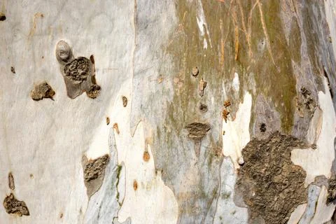 Texture of a tree trunk Stock Photos