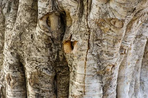 Texture of a tree trunk Stock Photos