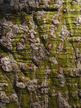 Texture of a tree trunk Stock Photos