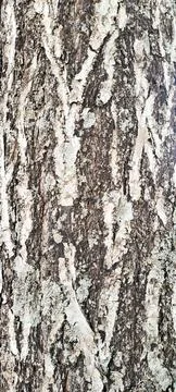 Texture of a tree trunk Stock Photos
