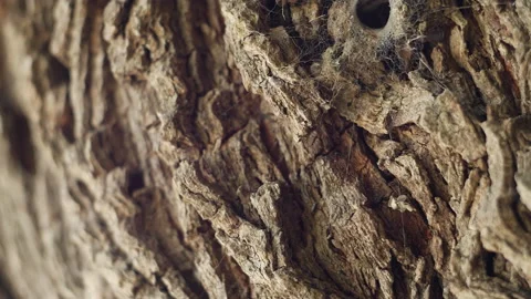 Texture of tree trunk with running ant in the forest. Close up of tree bark Stock Footage 196822194