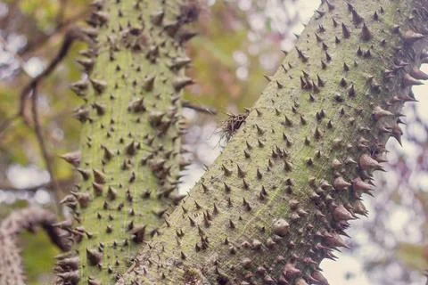 Texture of tree trunk with thorns Stock Photos