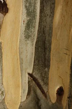 Texture of an tree trunk with vertical bark patterns. Stock Photos