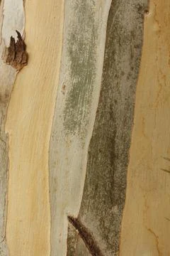 Texture of an tree trunk with vertical bark patterns. Stock-Fotos