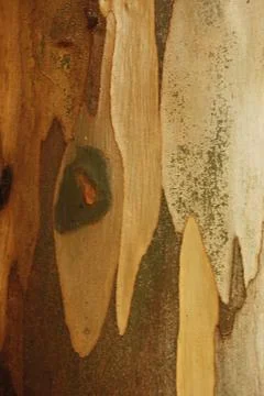 Texture of an tree trunk with vertical bark patterns. Stock Photos