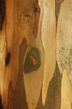 Texture of an tree trunk with vertical bark patterns. Stock Photos