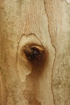 Texture of an tree trunk with vertical bark patterns. Stock Photos